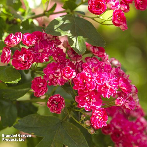 Crataegus laevigata Rosea Flore Pleno