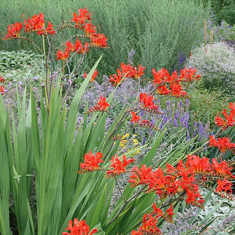 Image of Crocosmia Lucifer and Salvias