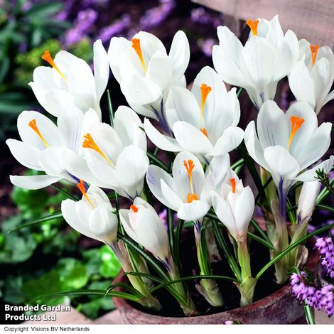 Crocus 'Jeanne d'Arc'