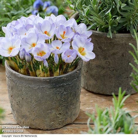 Crocus Joop
