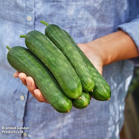 Cucumber 'Merlin' F1 - Seeds
