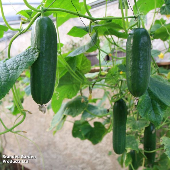 Cucumber 'Mini Stars' F1 (Grafted)