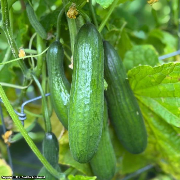 Cucumber Ofelie F1 - Seeds