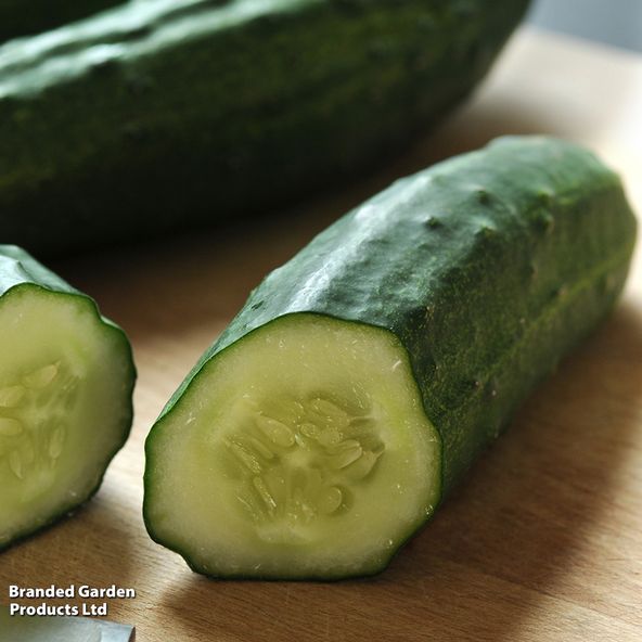 Cucumber 'Patio Snacker'