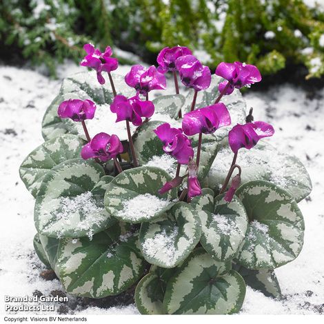 Cyclamen coum 'Christmas Tree'