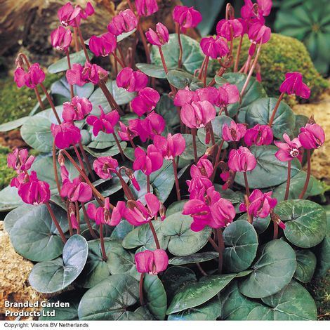 Cyclamen coum 'Rubrum'