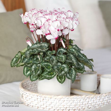 Cyclamen 'Absolu de Morel'