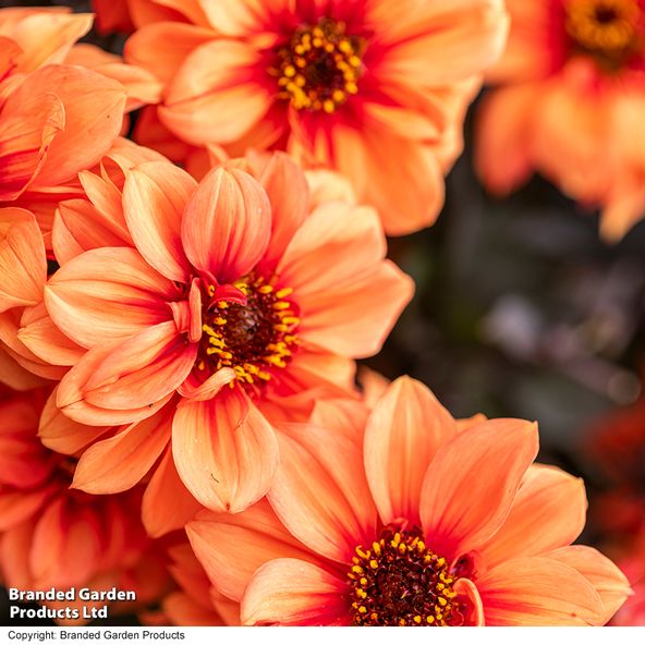 Dahlia coccinea 'Gardenetta Orange'