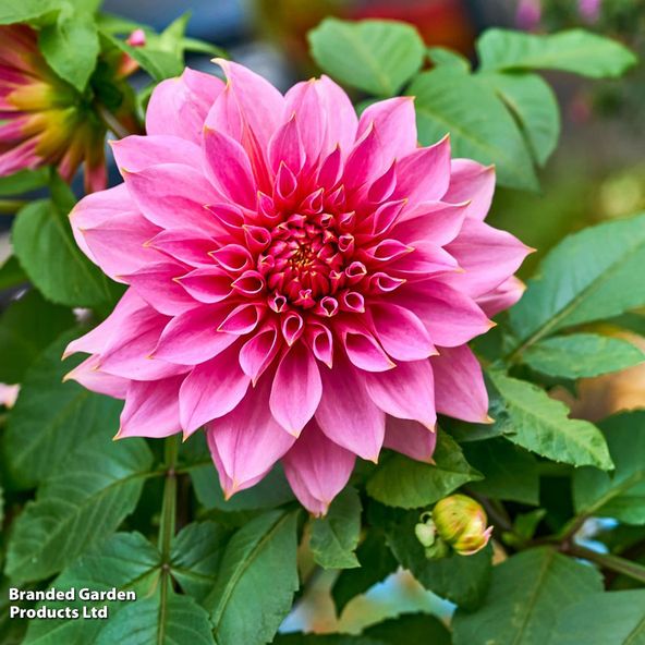 Dahlia 'Emory Paul'