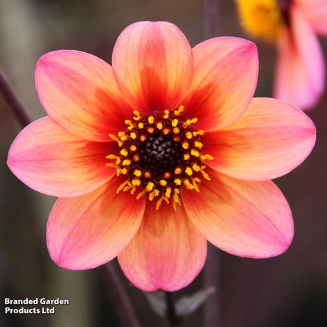 Dahlia 'Mystic Fantasy'