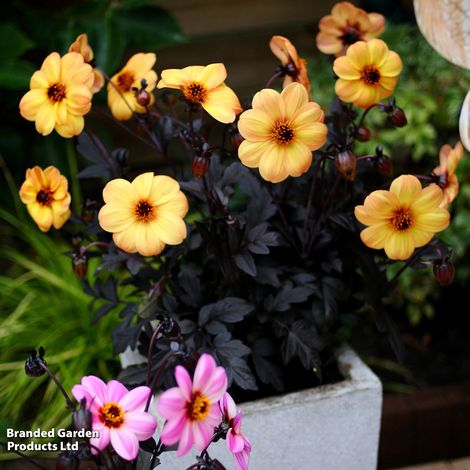 Dahlia 'Mystic Haze'