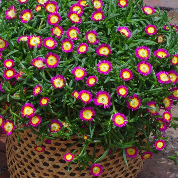 Delosperma cooperi 'Hot Pink Wonder'
