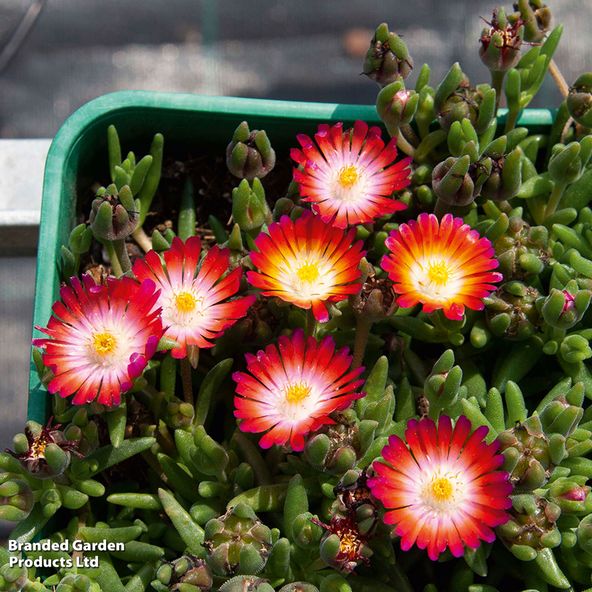 Delosperma cooperi Lido Magenta Orange White