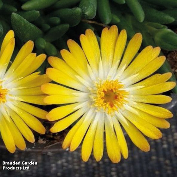 Delosperma cooperi Lido Yellow with Eye