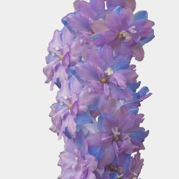 Delphinium 'Millennium Morning Lights'
