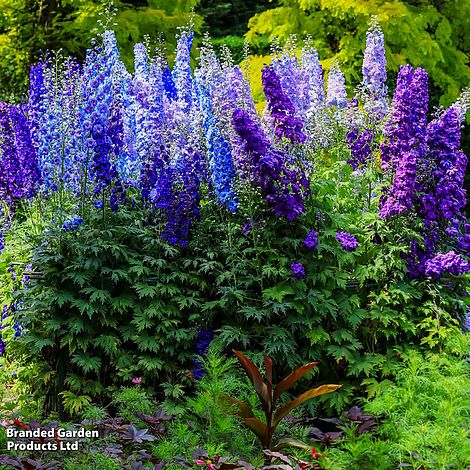 Delphinium 'Pacific Giants Mixed' (Potted)