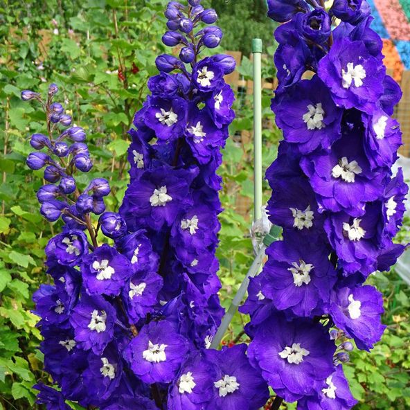 Delphinium 'Millennium Purple Passion'