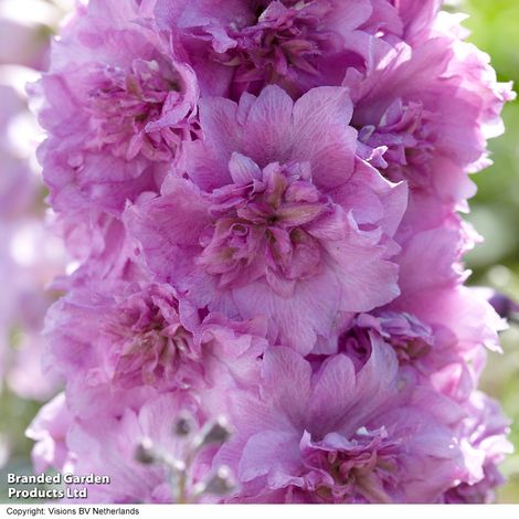 Delphinium 'Millennium Sweethearts'