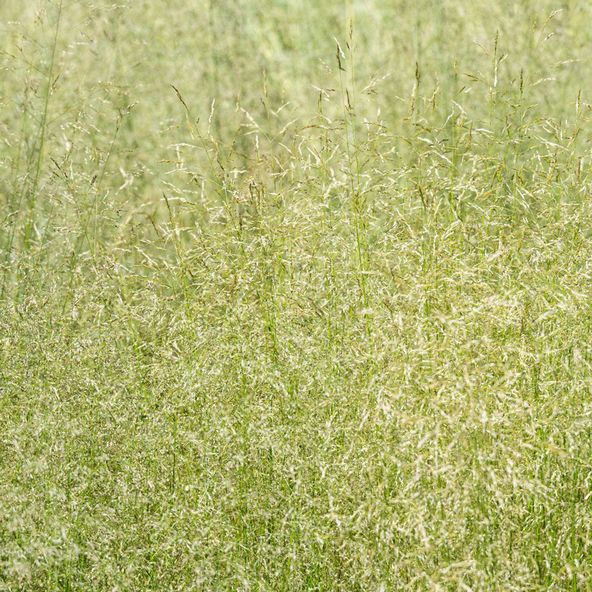Deschampsia cespitosa 'Pixie Fountain'