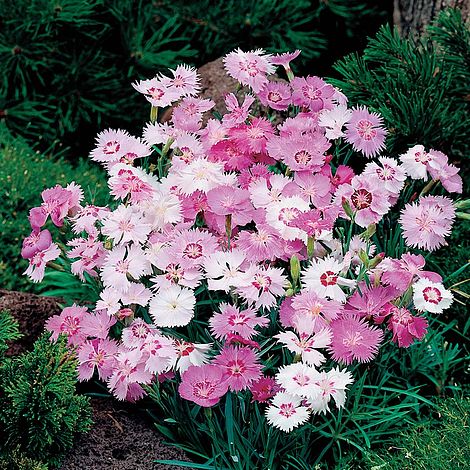 50 Seeds Sweetness Mixed Dianthus 
