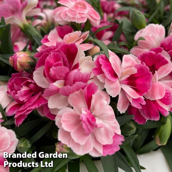 Dianthus 'Carnelia Pink & Proud'