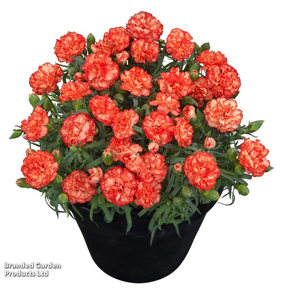 Dianthus x hybrida Flow Aloha Beach