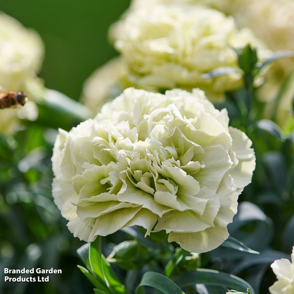 Dianthus x hybrida Flow Apella Beach