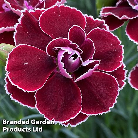 Dianthus 'Bicolor Burgundy' | Thompson & Morgan