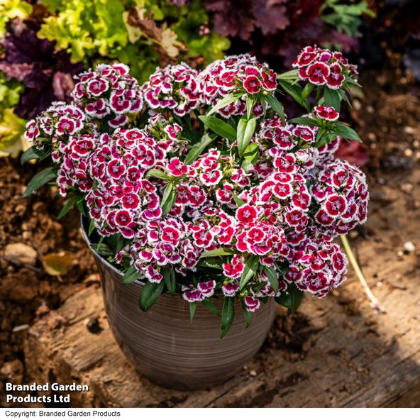 Dianthus 'Dart Red White Picotee'