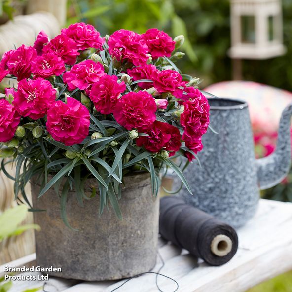 Dianthus x hybrida Flow Florida Bay