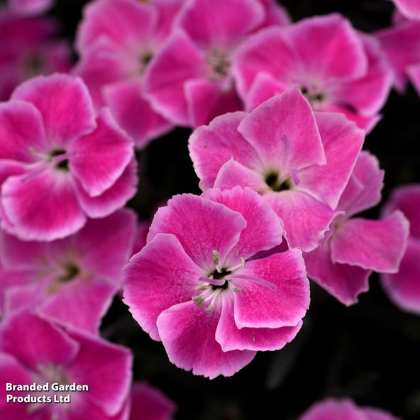 Dianthus x hybrida 'It Girl'