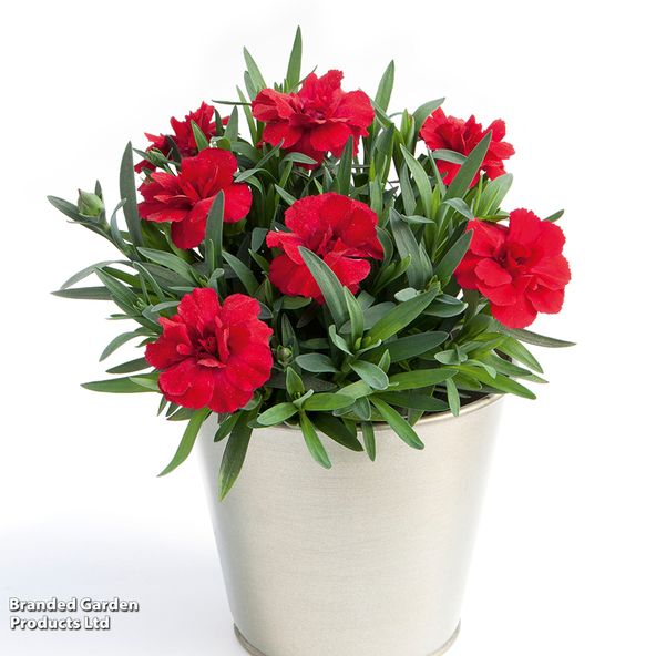 Dianthus caryophyllus Oscar Cherry