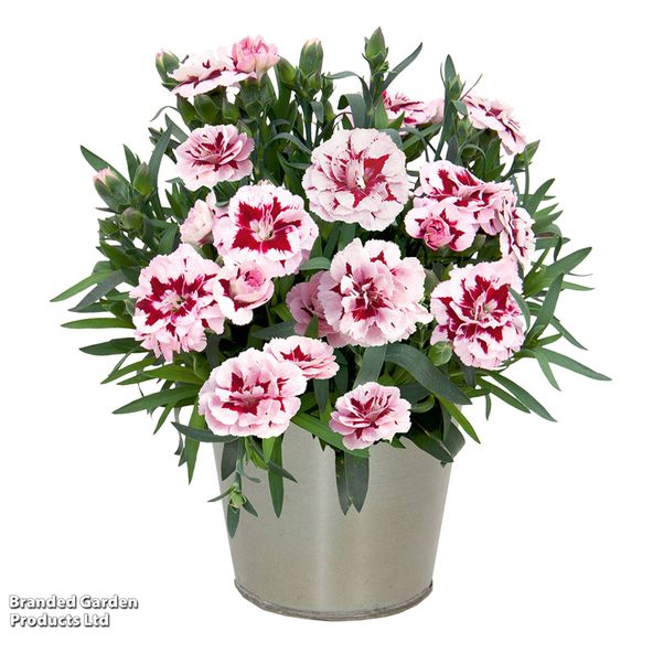 Dianthus caryophyllus 'Oscar Purple Star'