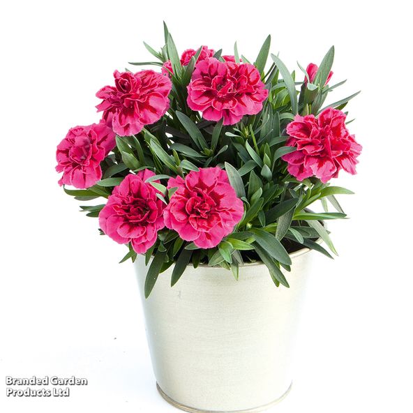 Dianthus caryophyllus Oscar Purple Wings