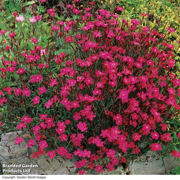 Dianthus Maiden Pink Brilliancy - Seeds