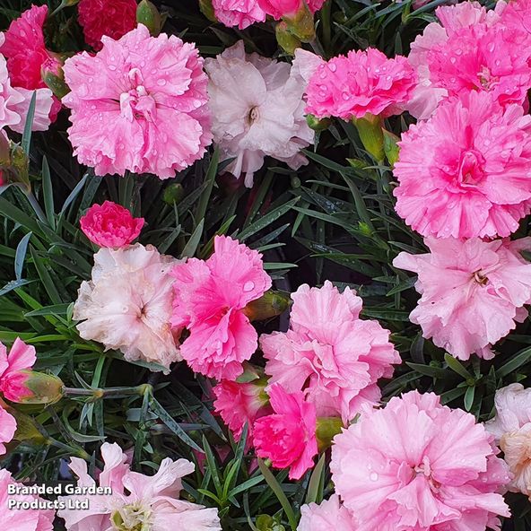 Dianthus 'Pink Celebration'