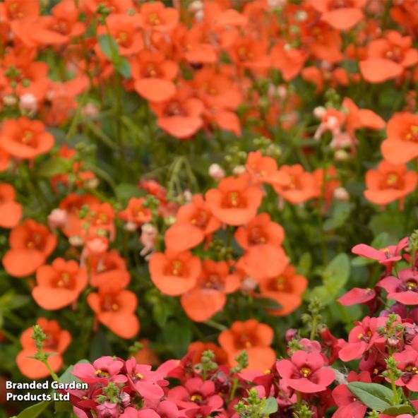 Diascia barberae Breezee Plus Orange