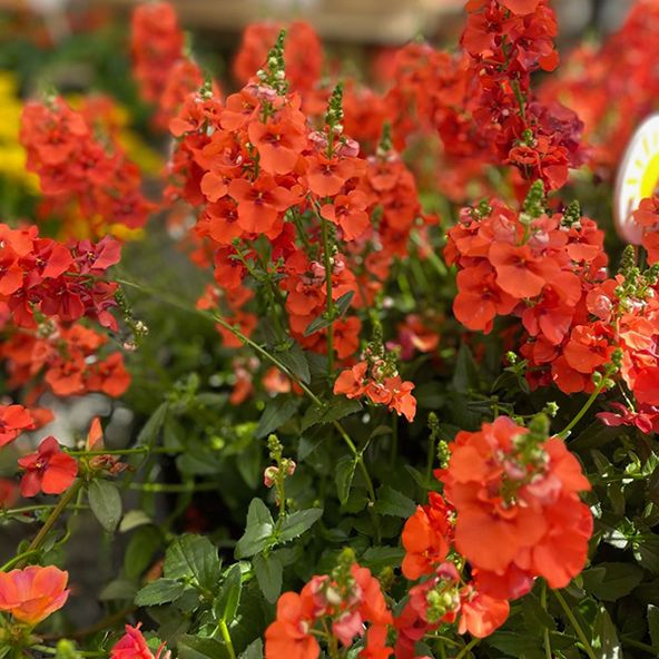 Diascia barberae Trinity Sunset