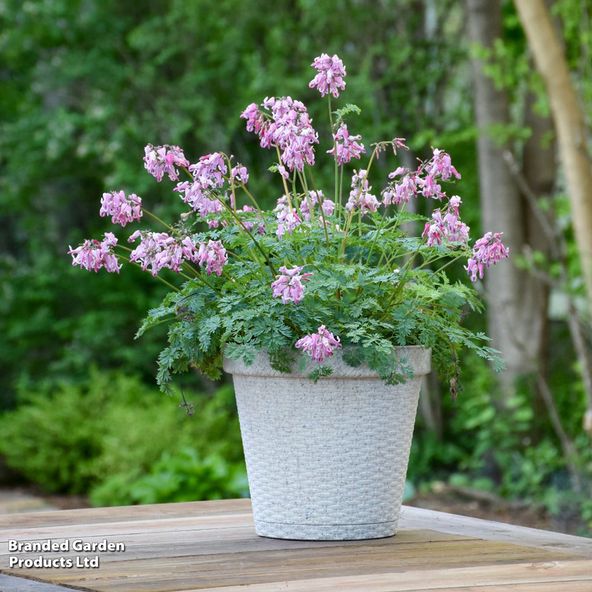 Dicentra 'Pink Diamonds'