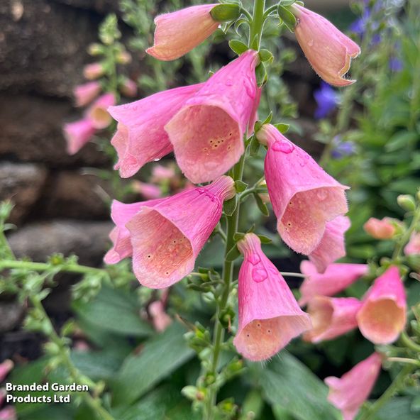 Foxglove Arctic Fox Rose