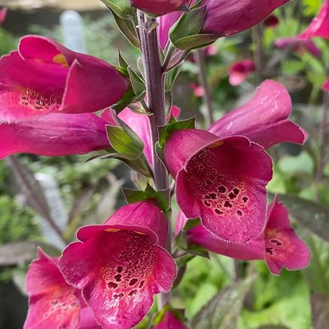 Foxglove 'Foxlight Plum Gold'