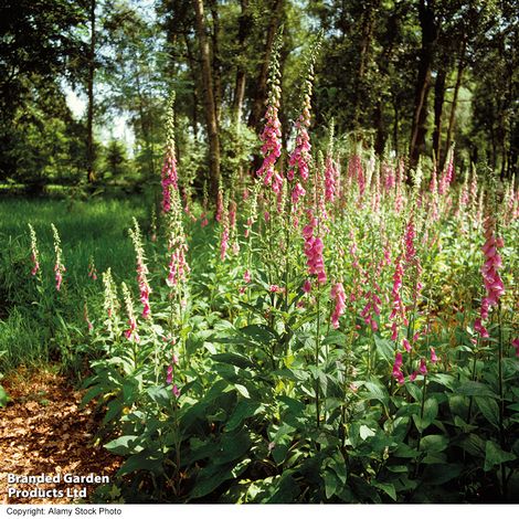Foxglove Purpurea