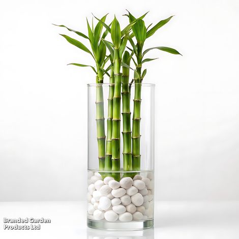 Dracaena sanderiana Lucky Bamboo Straight Stem