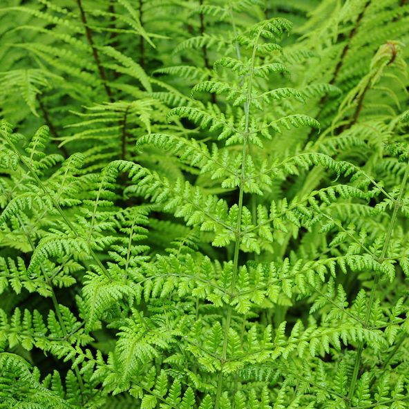 Dryopteris dilatata