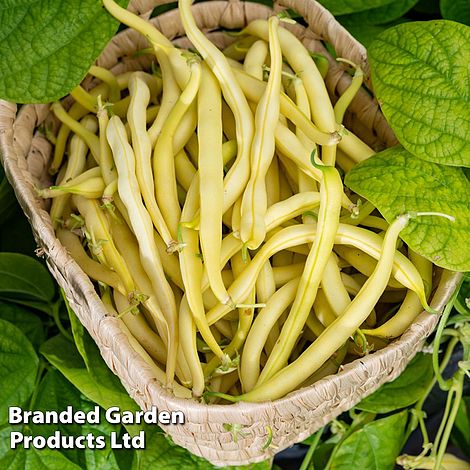 Mr. Men™ Little Miss™ - Mr. Skinny - Dwarf French Bean Adoration - Seeds