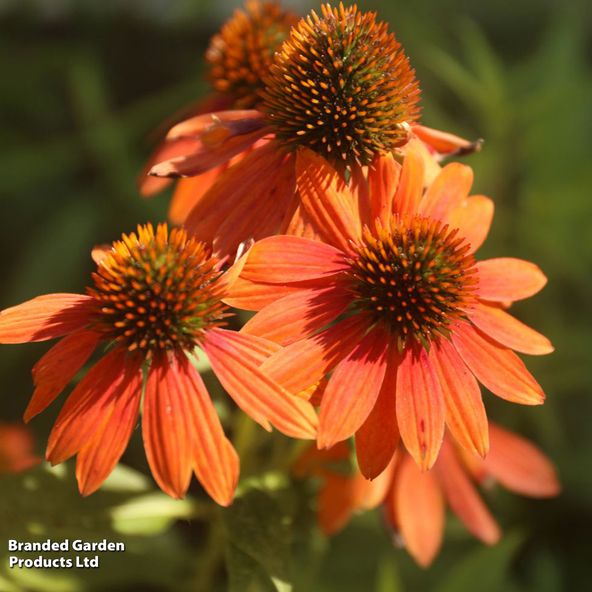 Echinacea Sombrero Adobe Orange