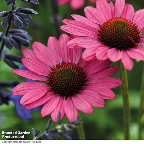 Echinacea purpurea Magnus - Seeds