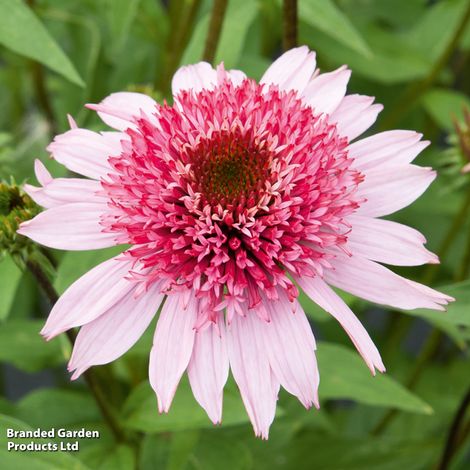 Echinacea purpurea 'Papallo Semi Double Pink'