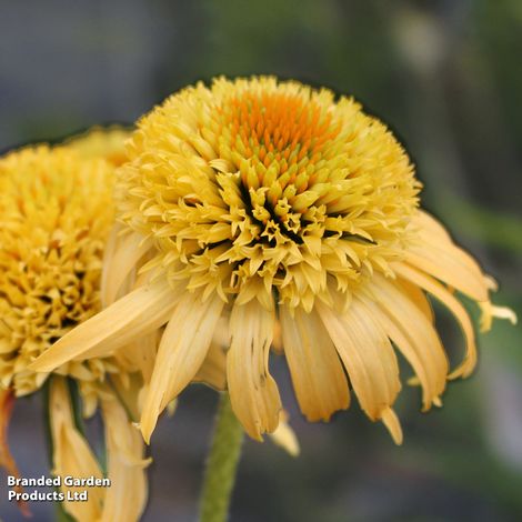 Echinacea purpurea 'Papallo Semi Double Peach'