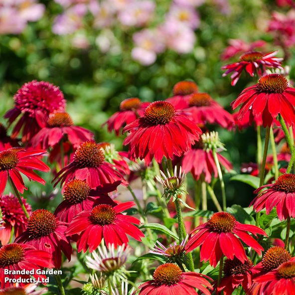 Echinacea Sombrero Salsa Red